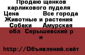 Продаю щенков карликового пуделя › Цена ­ 2 000 - Все города Животные и растения » Собаки   . Амурская обл.,Серышевский р-н